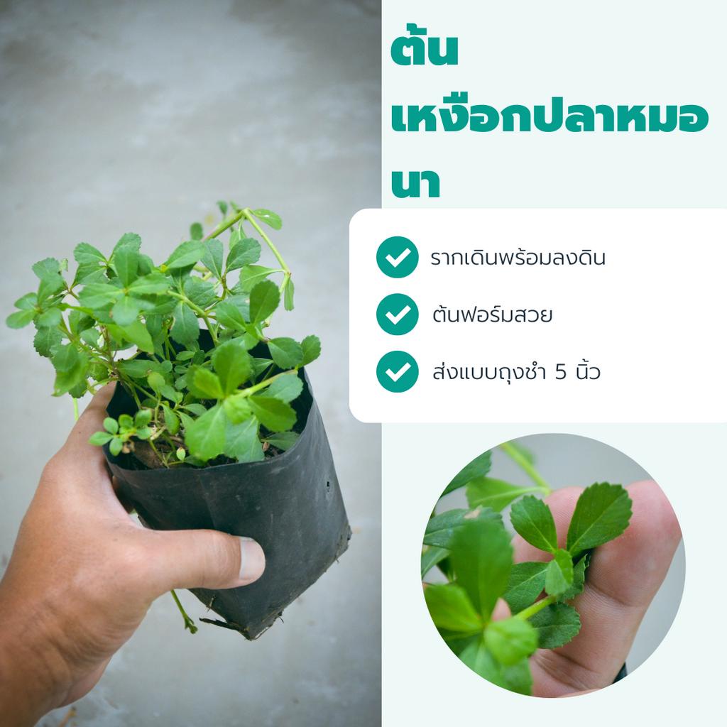 ต้นเหงือกปลาหมอนา สายพันธุ์เลื้อยตามดิน หายากแล้วนะสายสะสมห้ามพลาด