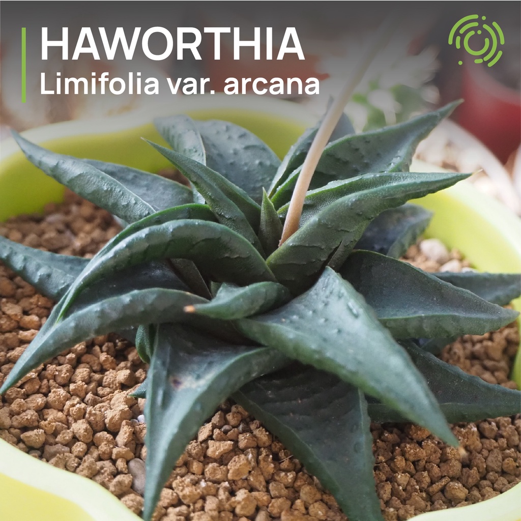 Haworthia Limifolia var. arcana