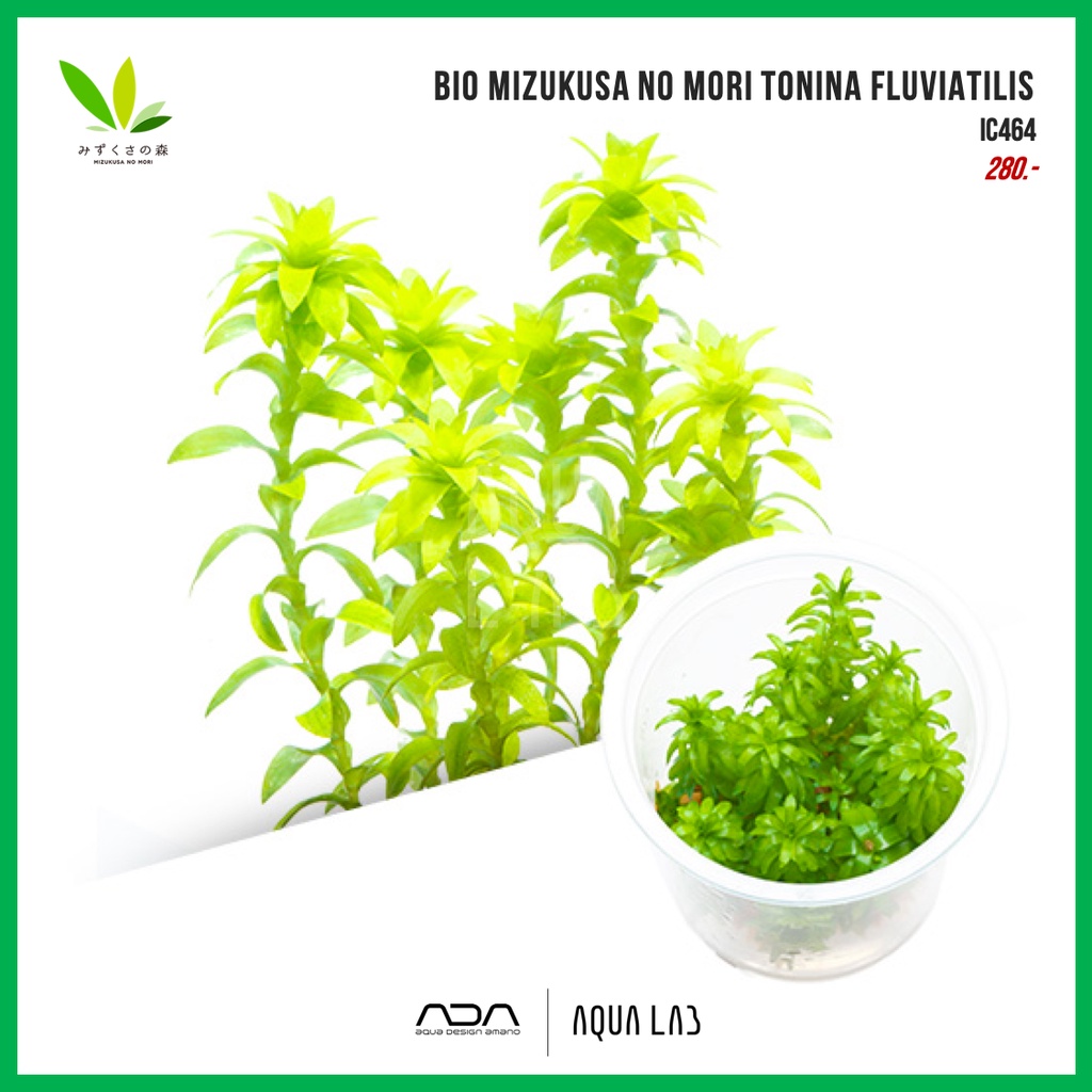 BIO Tonina fluviatilis (โทนิน่า) [ไม้น้ำ - Aquatic Plant] IC464