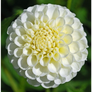 1 หัว/ออเดอร์ รักเร่ Dahlia สายพันธุ์ Snowflake หัวรักเร่