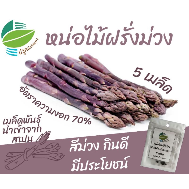หน่อไม้ฝรั่งม่วง 5 เมล็ด (Purple Asparagus)