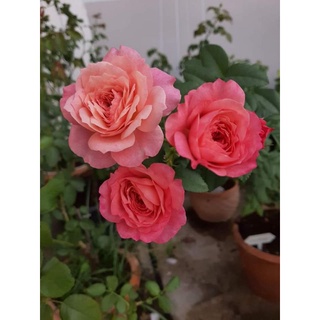 กุหลาบ คอนสแตนท์ (Constance Rose)