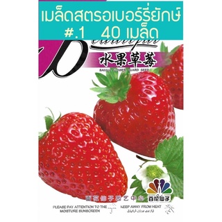 เมล็ด สตรอเบอร์รี่ ยักษ์ Giant Strawberry Original จำนวน  40 เมล็ด สายพันธุ์ OP