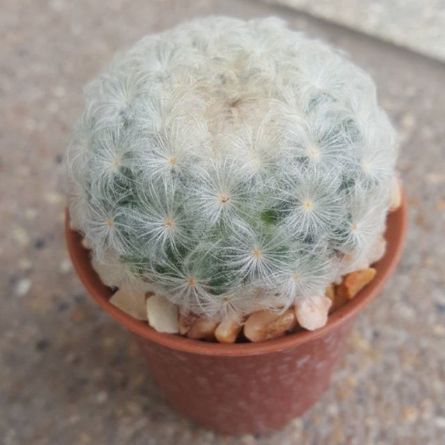Cactus แคคตัส กระบองเพชร แมมขนนกขาว | Shopee Thailand