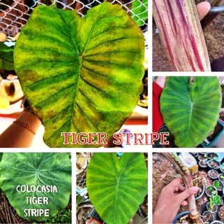 1 ต้น Colocasia Tiger Stripe บอนลายเสือ บอนป่าหายาก ลายต้นสวยชัด ลายใบโดดเด่น ปลูกประดับสวยงาม ส่งแบบตัดใบ