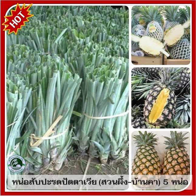 5 หน่อ สับปะรดปัตตาเวีย สวนผึ้ง-บ้านคา จ.ราชบุรี หน่อสับปะรด หน่อพันธุ์สับปะรด ปัตตาเวีย