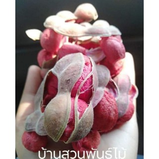 ต้นมะขามเทศหวาน พันธุ์สีชมพู