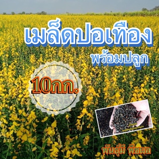 🐝 ปอเทือง เมล็ดปอเทือง 10 กก.