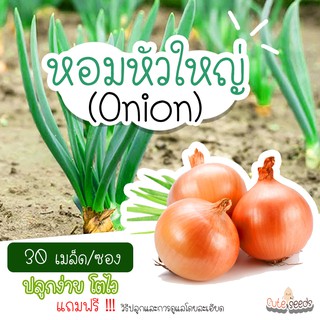 เมล็ดพันธุ์หอมหัวใหญ่ จำนวน30เมล็ด อัตราการงอก95% ปลูกง่าย โตไว ได้ผลผลิตดี(แถมฟรี เมล็ดผักทุกออเดอร์)