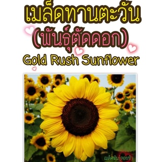 เมล็ดพันธุ์ ทานตะวันตัดดอก 5เมล็ด(แท้)  Gold rush sunflower เมล็ดพันธุ์แท้นำเข้าจากต่างประเทศ