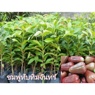 🍎ชมพู่ทับทิมจันทร์เพาะเมล็ดสูง50-70cm.