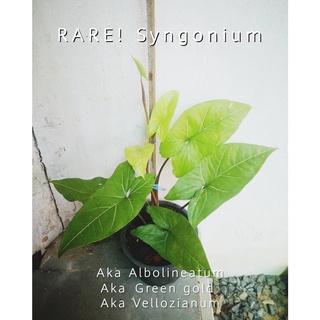 Rare!!  หายาก   “Syngonium Albolineatum  อัลโบลิเนเอทัม”   เป็นอีกดาวเด่น ตัวหนึ่งที่หายาก ..