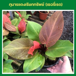 ฟิโลเดนดรอน​ เชอร์รี่เรด/กุมารแดงเรียกทรัพย์​​(Philodendron Cherry Red)​ไม้มงคล ไม้ประดับ