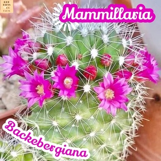 [แมมแบ็คเกเบอร์เกียน่า] Mammillaria Backebergiana ส่งพร้อมกระถาง แคคตัส Cactus Succulent Haworthia Euphorbia ไม้หายาก