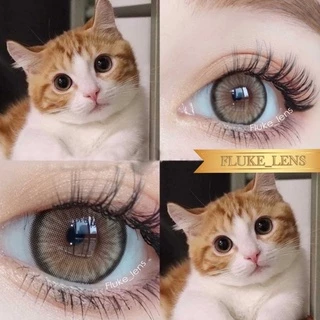 คอนแทคเลนส์ รุ่นตาไบรท์สวย 💖 Apple Bloom brown , gray 💖 Luxzylens ใส่สบายตามาก เลนส์กรองแสง ของแท้✅ Made in Korea