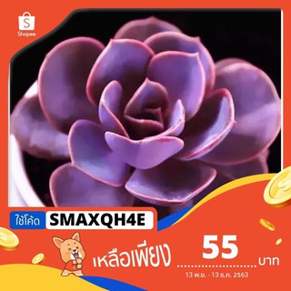 [ใช้โค้ด: SMAXQH4E ลดเพิ่ม20%] ซื้อ1แถม1( ยกเว้น Lithops)🦄 Mix !Succulent seed 🦄เมล็ดไม้อวบน้ำ50เมล็ด สีม่วง