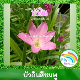 🌸ดอกบัวดิน/Rain Lily (10 หัว)