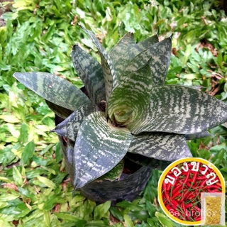 Dwarf Snakeplant Sansevieria trifasciata香菜/帽子/儿童/手链/木瓜/头饰/种子/文胸/玫瑰/花园//กุหลาบ LPRK
