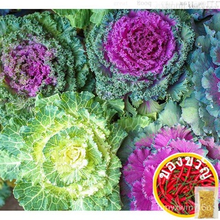 NAGOYA KALE Ornamental 50 seeds (not live plants)เมล็ดเชีย เมล็ดกุหลาบ เมล็ดดอกไม้ เมล็ดดอกดาวเรือง เมล็ดต้นอ่อนทานตะวัน