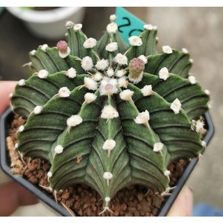 ยิมโน LB หนามเดี่ยว ไม้เมล็ด​  ดอกโทนชมพู มีเชื้อด่าง ต้นไม้ภาพ2 แคสตัส castus​ Astrophytum