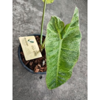 philodendron paraiso 3500 บาท ฟิโลเดนดรอนพาไรโซ่