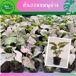 ออมชมพูด่าง ต้นเงินไหลมาสีชมพู ต้นออมชมพูด่าง ออมเงินชมพู  pink spot กระถาง 4 นิ้ว