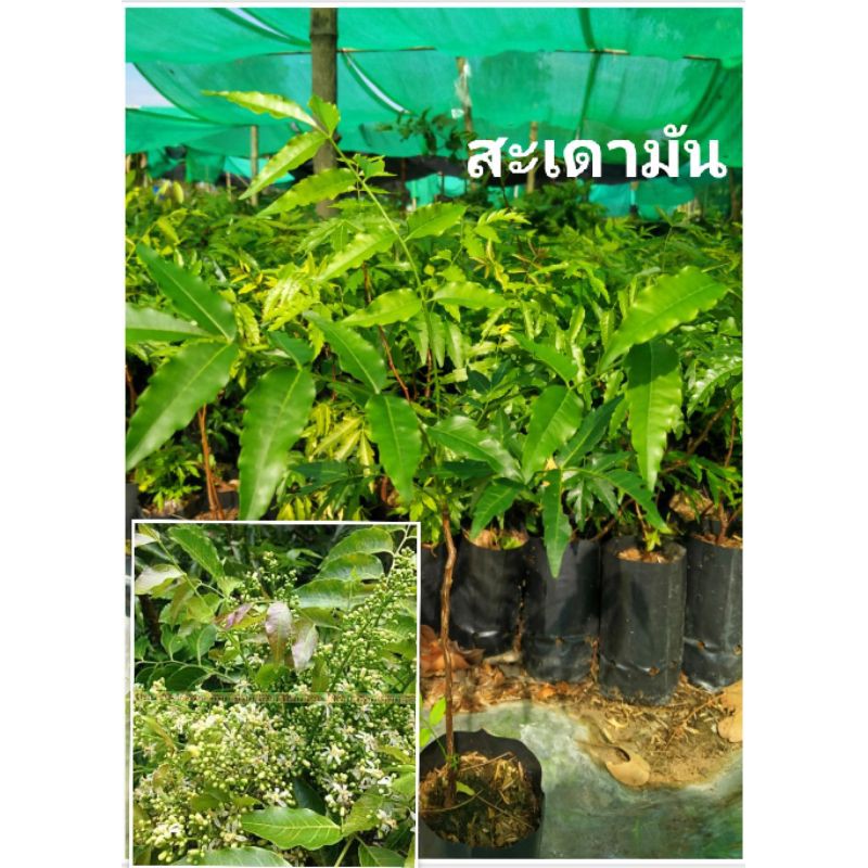 "ต้นสะเดามัน สะเดามัน ขนาด 25-35 ซม. ต้นกล้าเเข็งเเรงพร้อมปลูก ต้นไม้สารพัดประโยชน์