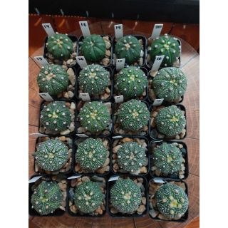 กระบองเพชร แคคตัส (Cactus) 7/7/20 แอสโตรไฟตัม แอสทีเรียส (Astrophytum)