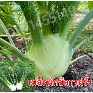 เมล็ดพันธุ์ เฟนเนล Fennel หรือผักชีลาวฝรั่ง บรรจุ 300 เมล็ด