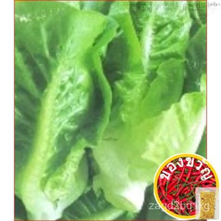 Benih Salad Wangi Manis Bujur / Lettuce Love Seeds / 油麦ผักกาดหอมเมล็ด (250   Biji)通心菜/头饰/生菜/文胸/玫瑰/内裤/香菜/裙子/手链//เมล็ด MXS