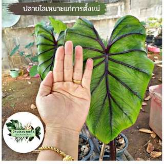 ( ได้ต้นในรูป )colocasia pharaohsmask หน้ากากฟาโรห์ ไม้หน่อ มีปลายไหลทุกต้น แข็งแรง หน้ากากชัด ตั้งแม่ได้เลย