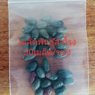 เมล็ดพันธุ์สำโรง(ส้มโฮง)30เมล็ด/ซอง/99บาท