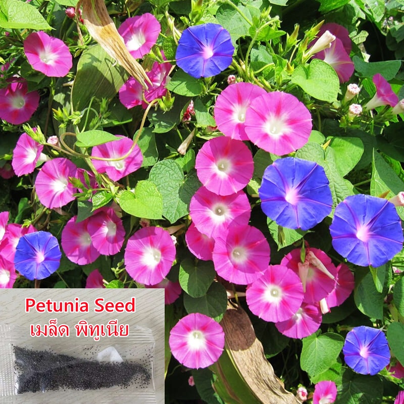 1000 เมล็ด เมล็ดพันธุ์ ดอกไม้ Petunia Hybrida Flower Seeds Morning Glory Flower Seed Garden Seed Fun