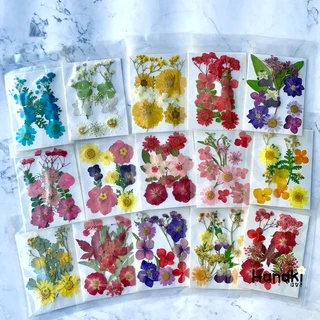 [พร้อมส่ง]Setดอกไม้จริงทับแห้ง Pressed Flowers💐