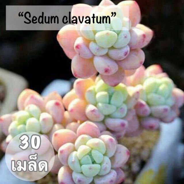 ชุดพร้อมปลูก🌱เมล็ดไม้อวบน้ำ"Sedum Clavatum"