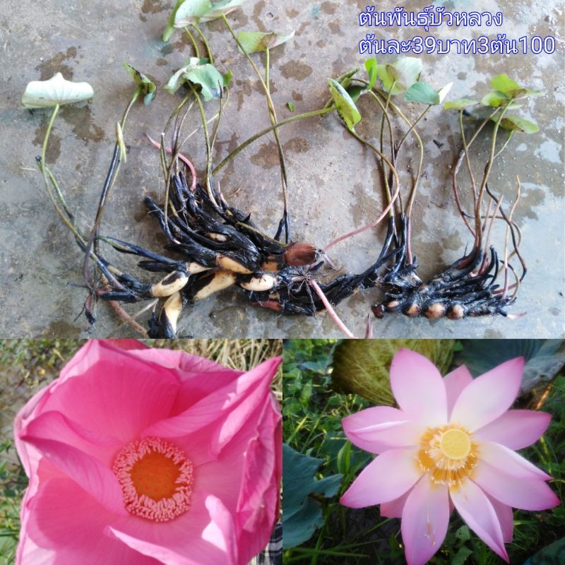 (พร้อมส่ง)​พันธุ์บัวหลวงสีชมพูพร้อมปลูกต้นละ​29บาท