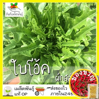 เมล็ดพันธุ์ ผักสลัด ใบโอ้ค 1000เมล็ด Oak Leaf Lettuce Seed เมล็ดพันธุ์แท้100%นำเข้าจากต่างประเทศ ปลูกผัก สวนครัว ราคาถูก