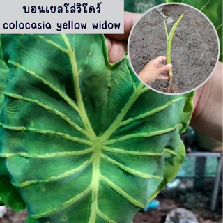 colocasia yellow widow หรือราชินีฟาโรห์เหลือง 1 ต้น กระดูกใบเหลืองสวย เด่น ส่งแบบตัดใบออก สินค้าพร้อมจัดส่ง