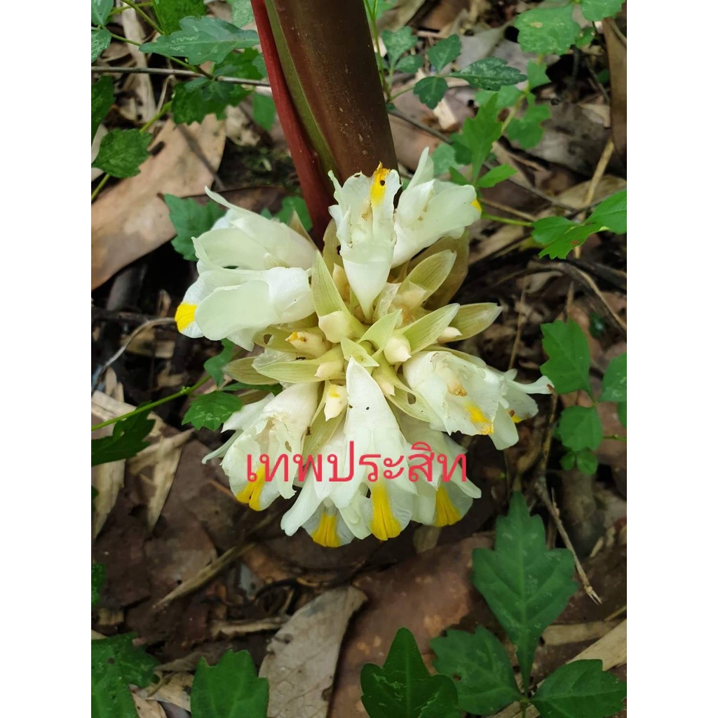 ว่านดอกทองเทพประสิทธิ์ เหง้า,ต้น(ให้เลือก) เด่นด้าน เมตตา มหาเสน่ ค้าขาย หรือพูดคุยเจรจาเด่นด้าน เมตตา ค้าขาย