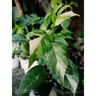 อิพิด่างขาว Epipremnum pinnatum variegated