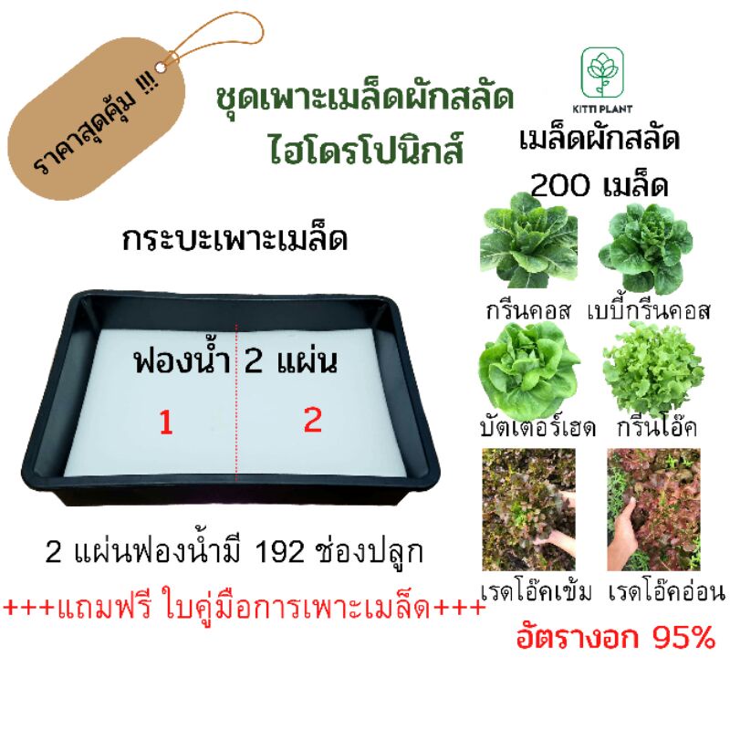 ชุดเพาะเมล็ดผักสลัดไฮโดรโปนิกส์#เมล็ดพันธุ์ผักสลัด 200เมล็ด+ฟองน้ำเพาะเมล็ด 2แผ่น#ชุดราคาสุดคุ้ม