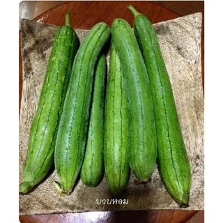 15 เมล็ด เมล็ดพันธุ์บวบหอม