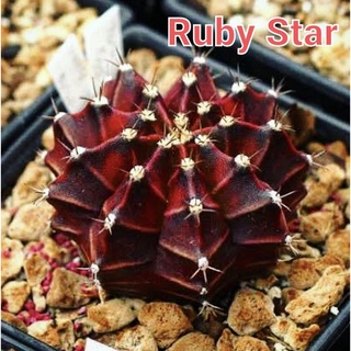 หน่อเด็ดสด RubyStar แคคตัส ยิมโนด่างสวยๆ