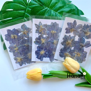 【พร้อมส่ง】ดอกเดลฟิเนียมสีฟ้าทับแห้ง  ดอกไม้ทับแห้ง Pressed Flowers💐