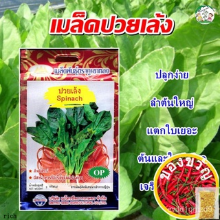 เมล็ดปวยเล้ง Spinach เมล็ดพันธุ์ปวยเล้ง ปวยเล้ง เมล็ดผักสวนครัว เมล็ดพันธุ์ผัก ตราภูเขาทองChamomileRosePurityManilaMarig