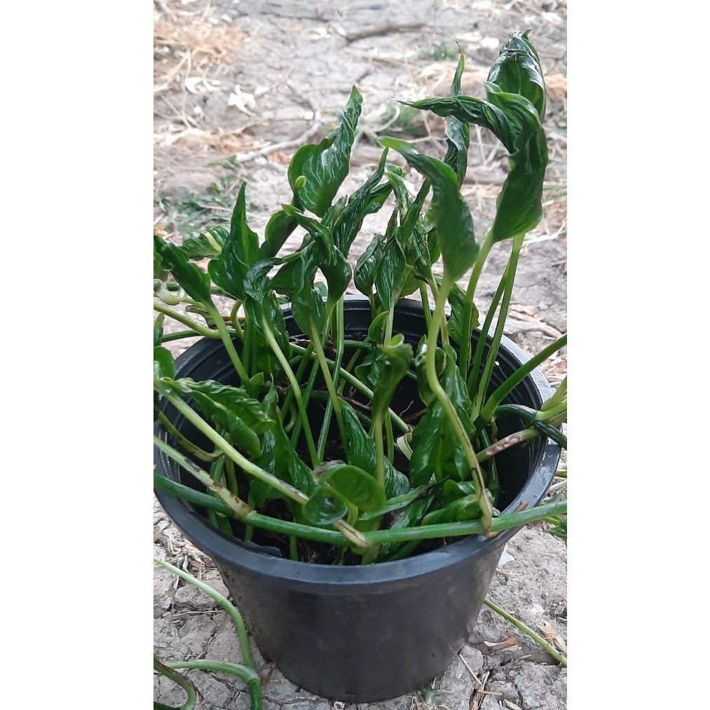 ✨✨.พลูด่างญี่ปุ่น EPIPREMNUM SHAGRI-LA หรือ SLEEPING POTHOS PLANT ..ต้นห่อเงินห่อทองแคระ ต้นห่อเงินห