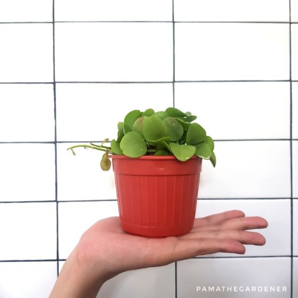 ต้นเดปแอปเปิ้ลในกระถางมินิมอล