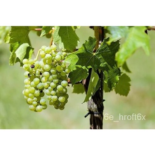 10 GREEN GRAPE水果藤เถาViniferaเมล็ดดอกไม้/คื่นฉ่าย/พาสต้า/สวน/ผู้ชาย/ผักชี/กุหลาบ/บ้านและสวน/เมล็ด/ดอกทานตะวัน/ K91Q