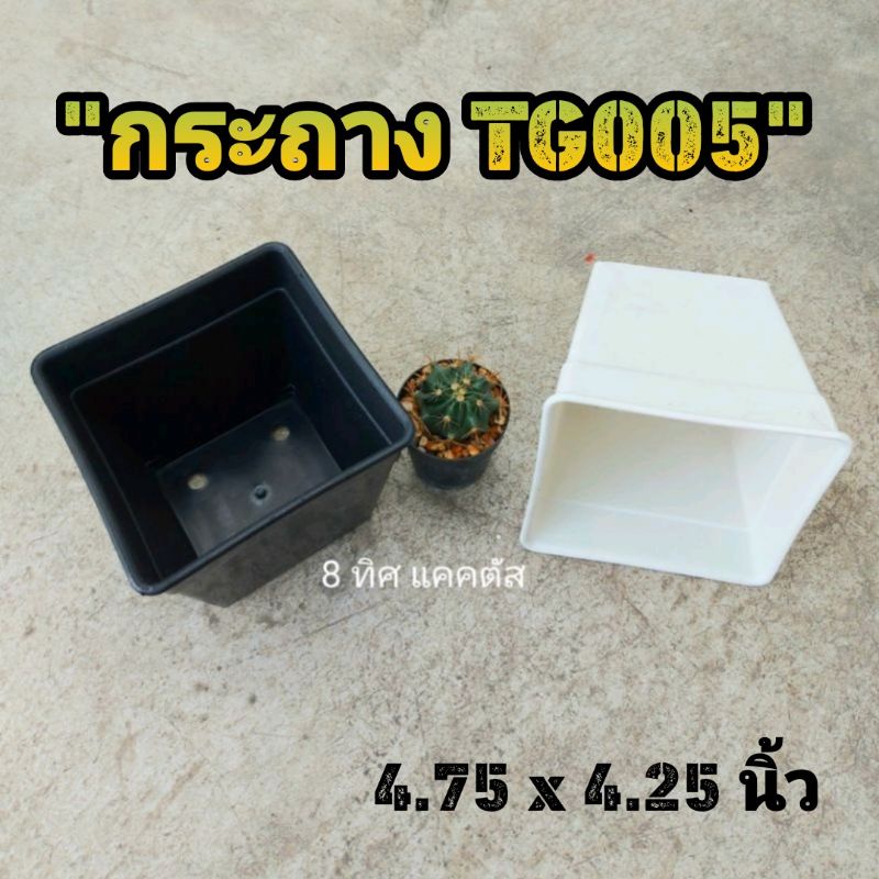 กระถาง สี่เหลี่ยม TG 005 5 นิ้ว ( 4.75 นิ้ว ) // พลาสติก แคคตัส  กระบองเพชร