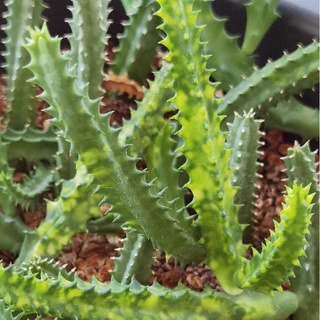 huernia zebrina​ variegated